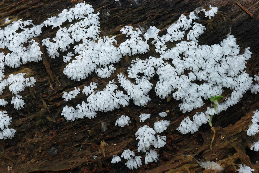 Ceratiomyxa fruticulosa